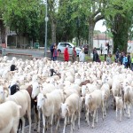 Transhumance 1.JPG