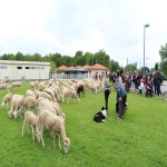 Transhumance 2.JPG